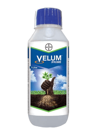 BAYER Velum prime — fluopyram 34 48 sc