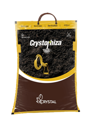 CRYSTAL Crystorhiza — mycorrhiza