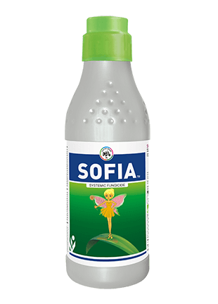 IIL Sofia product image