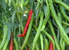 Green Chilli
